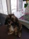 Cockapoo Puppies for sale in Lakeland, FL, USA. price: NA