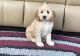 Cockapoo Puppies for sale in Ellicott City, MD, USA. price: NA