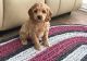 Cockapoo Puppies for sale in Bowman, SC 29018, USA. price: NA