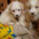Cockapoo Puppies for sale in Gilroy, CA 95020, USA. price: $450