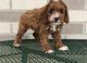 Cockapoo Puppies for sale in Columbus, OH 43085, USA. price: $700