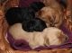 Cockapoo Puppies for sale in Edwardsburg, MI 49112, USA. price: NA