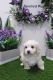 Cockapoo Puppies for sale in Las Vegas, NV 89178, USA. price: $950