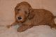 Cockapoo Puppies for sale in 2018 Elizabeth St, Springfield, IL 62702, USA. price: NA