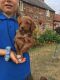 Cockapoo Puppies for sale in Colorado Springs, CO, USA. price: NA