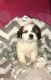 Cockapoo Puppies for sale in Dayton, OH, USA. price: NA