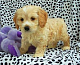 Cockapoo Puppies for sale in Brooklyn, NY, USA. price: NA