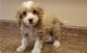 Cockapoo Puppies for sale in Garden City, ID, USA. price: NA