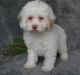 Cockapoo Puppies for sale in Louisville, KY 40221, USA. price: NA