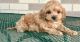 Cockapoo Puppies for sale in Worcester, MA 01608, USA. price: $500