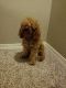 Cockapoo Puppies for sale in Colorado Springs, CO, USA. price: $600