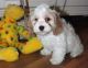 Cockapoo Puppies for sale in South Bend, IN 46628, USA. price: $1,000