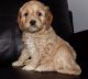 Cockapoo Puppies for sale in Lowell, MA 01852, USA. price: $500