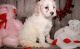 Cockapoo Puppies for sale in Birmingham, AL 35232, USA. price: $500