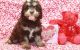 Cockapoo Puppies for sale in Brooklyn, NY 11238, USA. price: NA