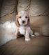 Cockapoo Puppies for sale in Reading, PA, USA. price: NA