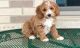 Cockapoo Puppies for sale in Mobile, AL 36641, USA. price: $500