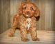Cockapoo Puppies for sale in Denver, CO, USA. price: NA