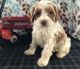 Cockapoo Puppies for sale in Seattle, WA, USA. price: $400