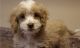 Cockapoo Puppies for sale in Orangeburg, SC, USA. price: NA