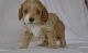 Cockapoo Puppies for sale in Philadelphia, PA, USA. price: $400