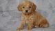 Cockapoo Puppies for sale in Las Cruces, NM, USA. price: NA