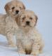 Cockapoo Puppies for sale in Saginaw, MI, USA. price: NA