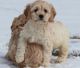 Cockapoo Puppies for sale in Knoxville, TN, USA. price: NA