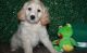Cockapoo Puppies for sale in Milwaukee, WI 53263, USA. price: NA