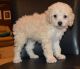 Cockapoo Puppies for sale in Gillette, WY, USA. price: NA