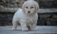 Cockapoo Puppies for sale in Tinley Park, IL, USA. price: $600