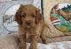 Cockapoo Puppies for sale in Macomb, MI 48042, USA. price: NA