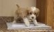 Cockapoo Puppies for sale in Malad City, ID 83252, USA. price: $600