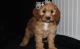 Cockapoo Puppies for sale in Russell Springs, KY 42642, USA. price: $500