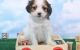 Cockapoo Puppies for sale in Flint, MI, USA. price: NA