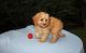 Cockapoo Puppies for sale in Westminster, CO, USA. price: NA