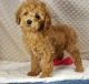 Cockapoo Puppies for sale in Russell Springs, KY 42642, USA. price: $600