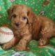 Cockapoo Puppies for sale in Duncanville, TX, USA. price: $500