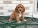 Cockapoo Puppies for sale in Frisco, TX, USA. price: $500