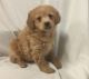 Cockapoo Puppies for sale in Thomaston Ave, Waterbury, CT, USA. price: $600