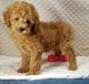 Cockapoo Puppies for sale in Louisville, KY, USA. price: $500