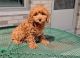Cockapoo Puppies for sale in Seattle, WA, USA. price: $600