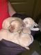 Cockapoo Puppies for sale in Whitley City, KY 42653, USA. price: NA
