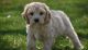 Cockapoo Puppies for sale in Detroit, MI 48216, USA. price: $500