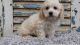 Cockapoo Puppies for sale in Las Vegas, NV, USA. price: $500