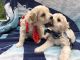 Cockapoo Puppies for sale in 377 Aspen Leaf Dr, Jacksonville, FL 32256, USA. price: NA