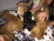 Cockapoo Puppies for sale in Bainbridge Island, WA, USA. price: $500