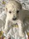 Cockapoo Puppies for sale in Oswego, NY, USA. price: NA