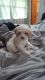 Cockapoo Puppies for sale in Conroe, TX, USA. price: NA