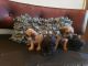 Cockapoo Puppies for sale in 7855 Deer Springs Way, Las Vegas, NV 89131, USA. price: $650